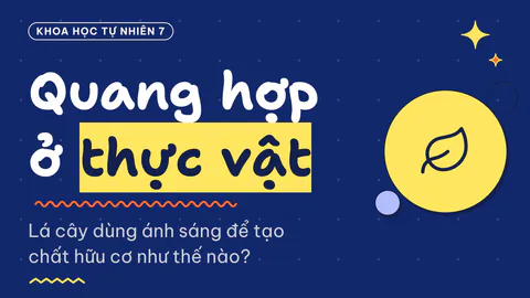 Bìa bài Quang hợp ở thực vật